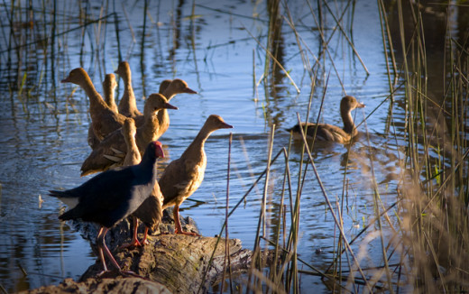 Baby wood ducks, Wooroolin Wetlands