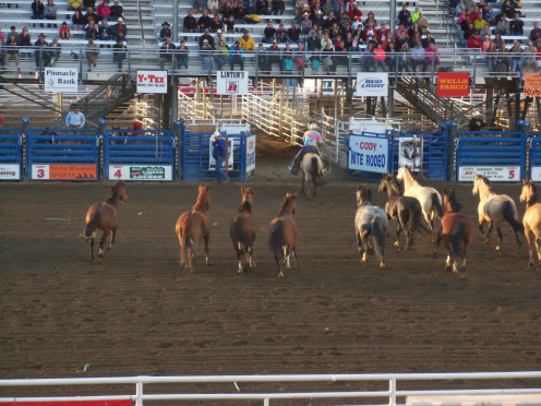 The Cody Nite Rodeo