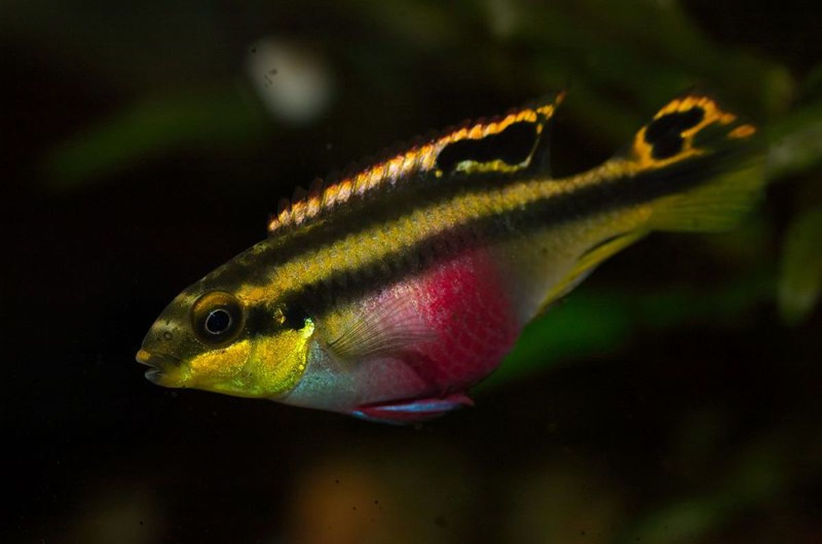 The Best And Worst Beginner Fish For Your Aquarium Pethelpful
