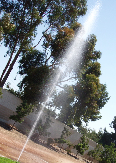 Irrigation system gusher (geyser) - a sprinkler head broke off and water under pressure is shooting up into the sky.