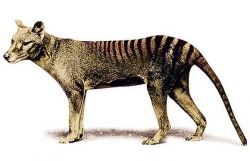 Thylacine also known as the Tasmanian Tiger