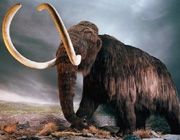 Can the Woolly Mammoth be Cloned?
