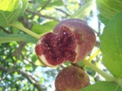 Ripe Figs