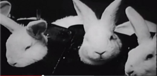 Close up of rabbits receiving IV drug injections.