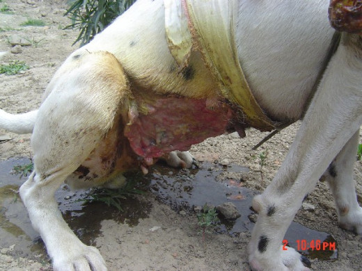 I borrowed this from another website; On this dog, the dead skin has already fallen away.  Imagine only a tiny wound with all of this hidden under the skin and fur.  Horrifying.  