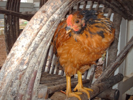 A "Phicken" (Pheasant/Chicken Hybrid)
