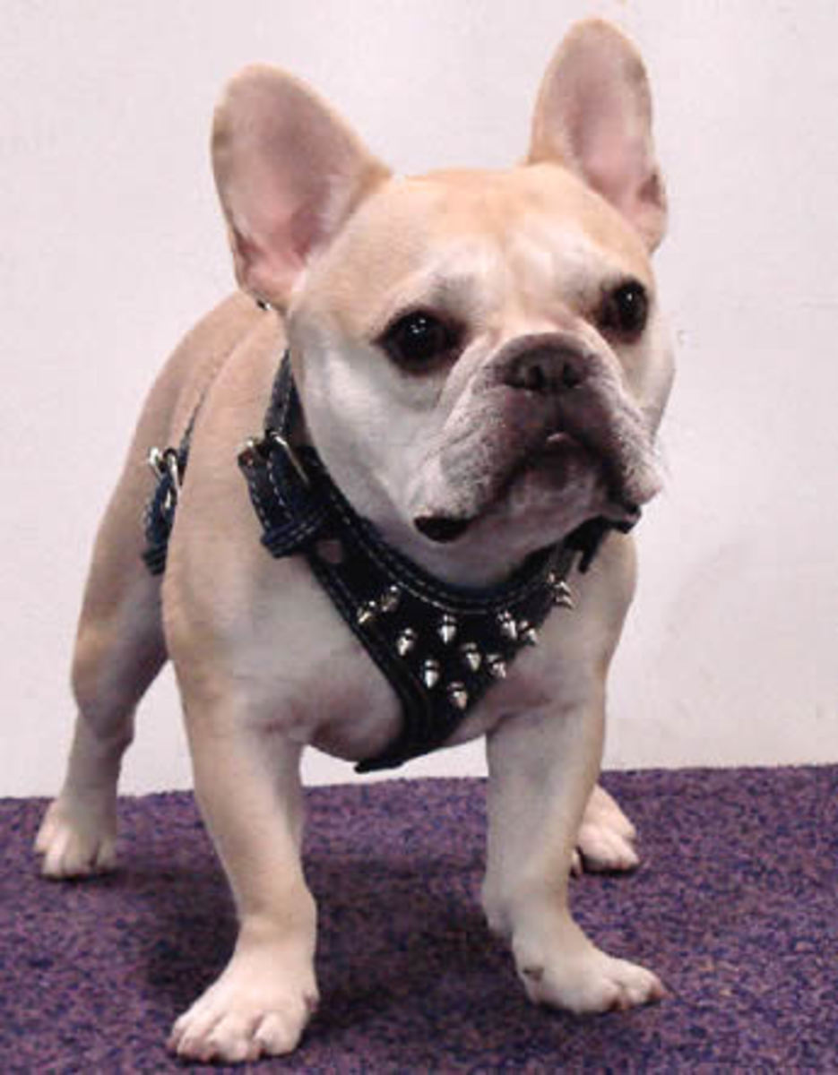 Dog Harnesses makes and models explained hubpages