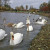 Mute swans one of the many ponds just in front of the central buildings. Good fun feeding them if you don't mind the odd over-enthusiastic snap of a beak. Mute swans one of the many ponds just in front of the central buildings. Good fun feeding them if you don't mind the odd over-enthusiastic snap of a beak.