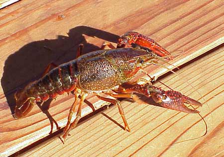 The red cray fish