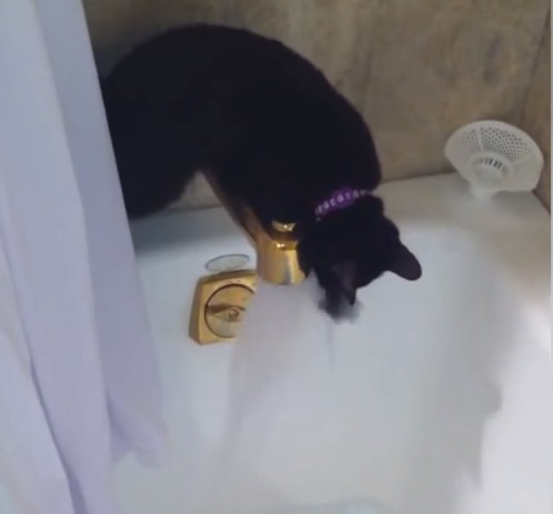 Kitty playing with water from bathtub faucet