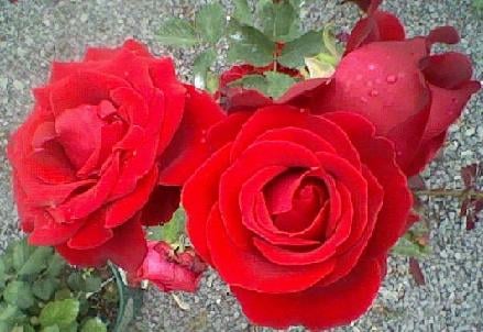 Red Rose - Love, Beauty, Courage