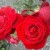 Red Rose - Love, Beauty, Courage