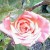 Pink Rose - Appreciation, "Thank you", Grace