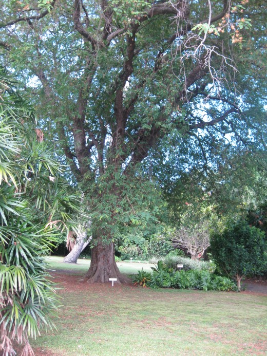 A Tamarind Tree
