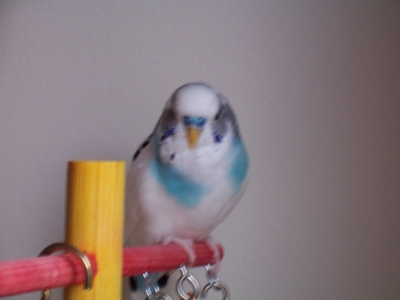 My Budgie Copyright