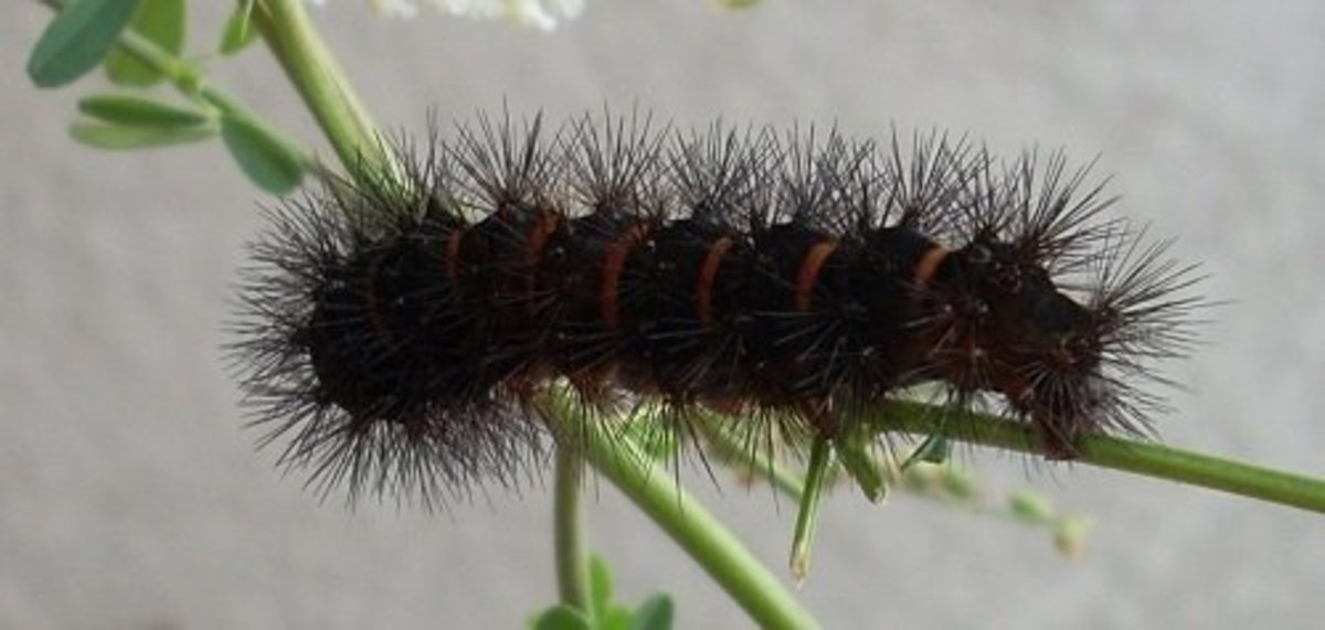 Black Fuzzy Caterpillar Hubpages