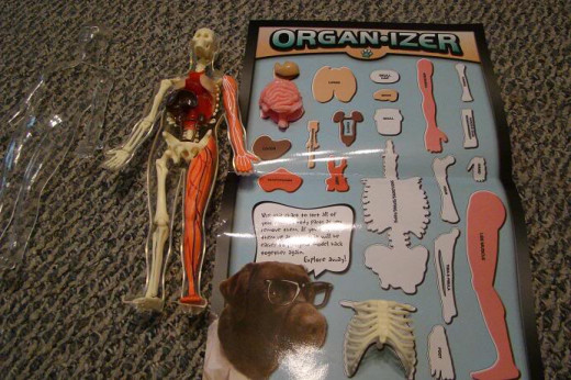  Human body kit