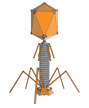 Bacteriophage – a virus that attacks a bacteria.