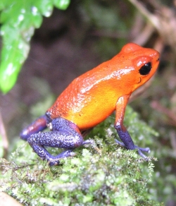 Rainforest Frog