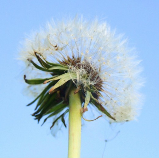 Dandelion