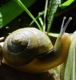 Snails are members of the Mollusk family.