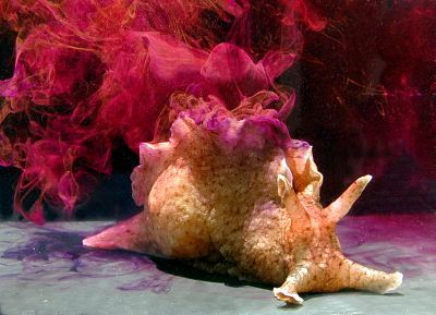 This  California Sea Hare can grow up to 30 inches (75 cm) long! When threatened, it releases a cloud of ink.