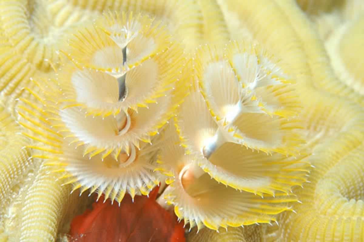 Earthworms, Christmas Tree Worms, Leeches, and Other Annelids | HubPages