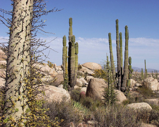 Desert Biome