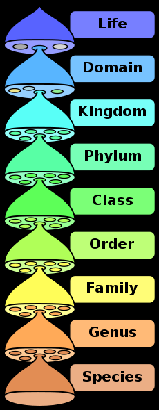 Taxonomy