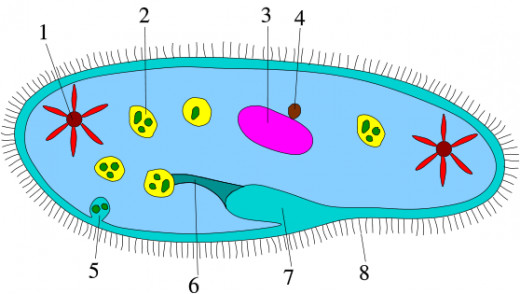 diagram of Ciliophora