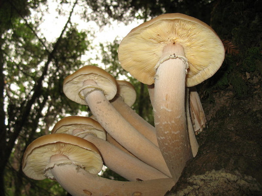 Mushrooms