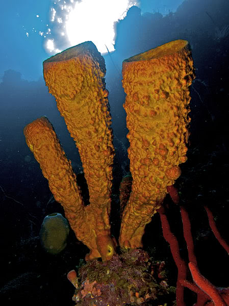 Yellow  Tube Sponge