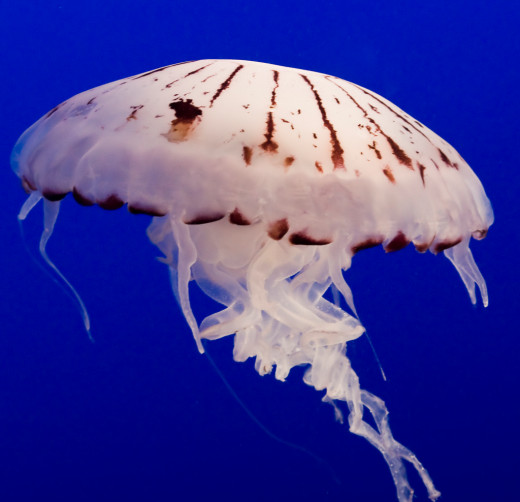 Jellyfish are cnidarians, which are invertebrates in the animal kingdom.