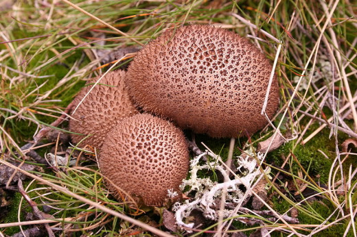 Puffballs