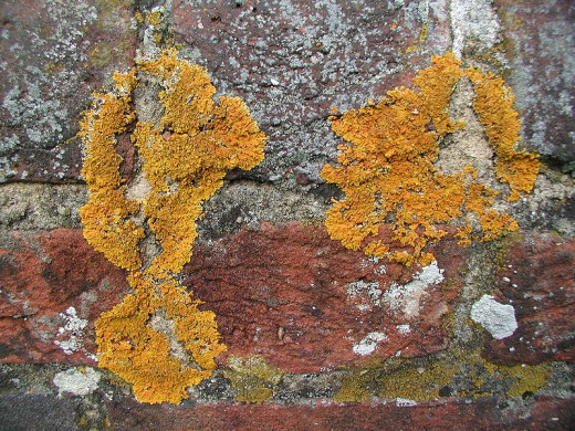 Lichens Growing On A Wall