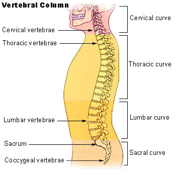 The human spine is segmented.