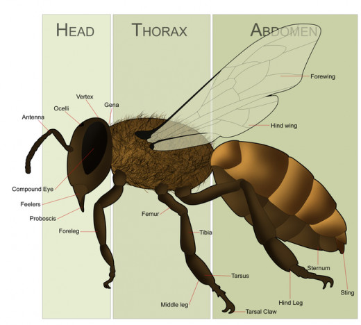 Parts of a bee