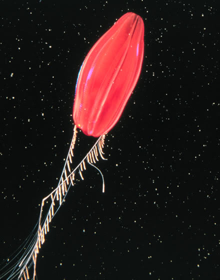 Comb Jelly