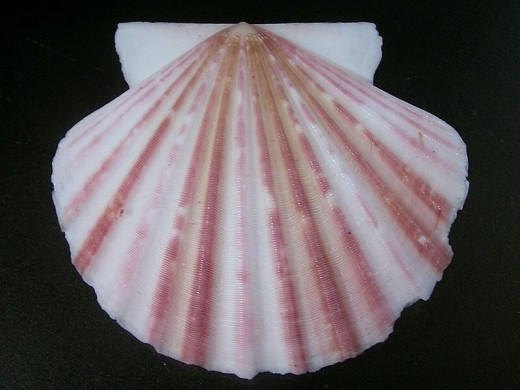 Scallop