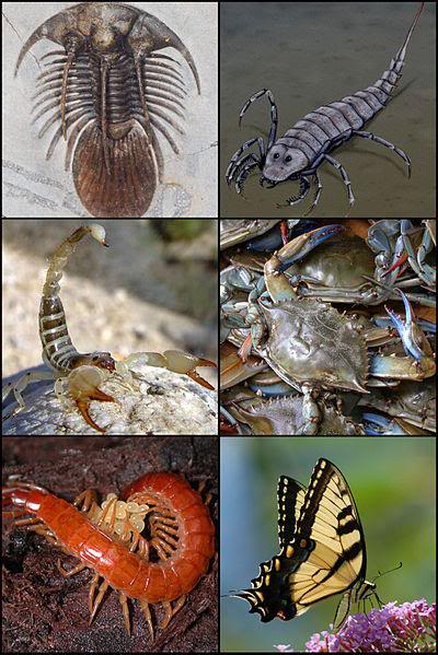 Arthropods