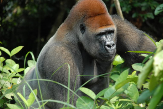 Gorilla