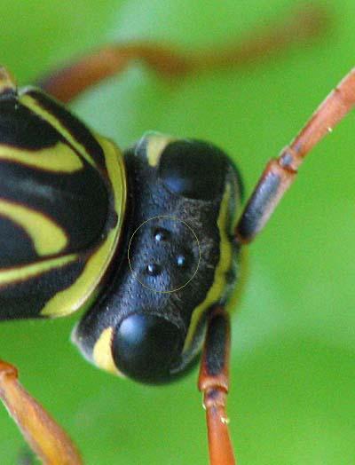 Simple and compound eyes on a wasp