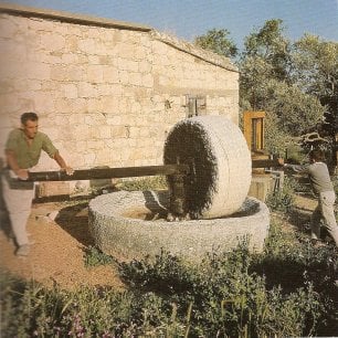 A Cypriot farmer and his young son hard at work extracting the oil from olives in an ancient stone capstan crusher. Most olives are crushed mechanically these days.