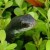 Tiny hiding garden snake. Tiny hiding garden snake.