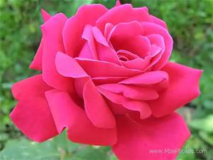 Pretty in Pink