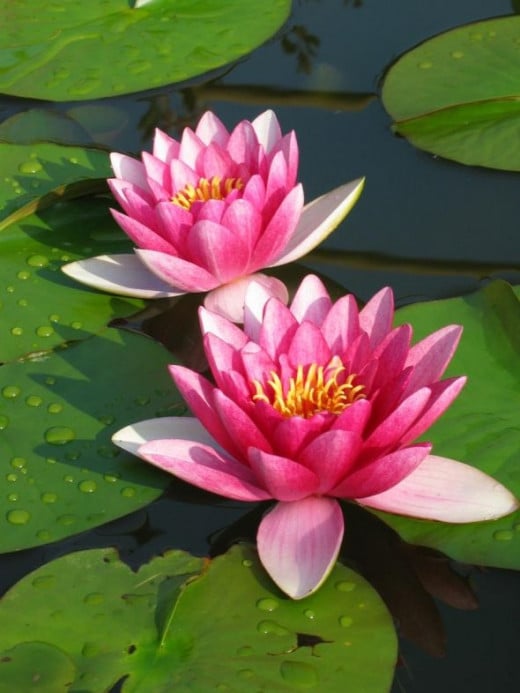 Water Lily Pic