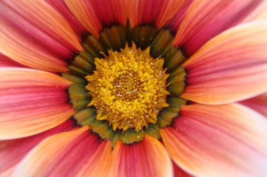 Big Flower Pic