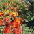 Mexican Bird of Paradise Mexican Bird of Paradise