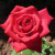 Olympiad Rose Olympiad Rose