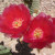Red Cactus Flowers Red Cactus Flowers